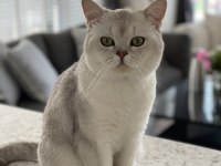 Asil British Shorthair