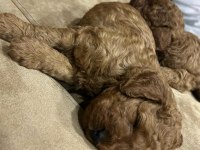 toy poodle erkek