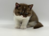 Eşsiz British Shorthair Yavrular
