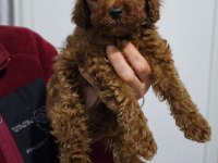 Ev doğumlu karamel poodle bebeklerim