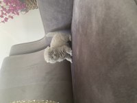 Orijinal anne babadan Scottish fold yavrular