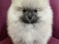 Teddy Bear Pomeranian Boo Üst Kalite Erkek