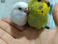 Üretimhanenin Yeni Muhabbet Kuşu Bebekleri