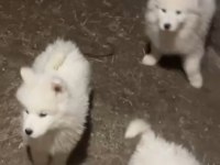 Samoyed yavrularımız sağlık ve ırk garantilidir