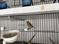 Dişi erkek kanarya türleri