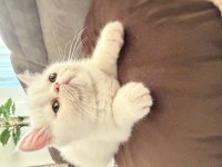 4 aylık erkek exotic shorthair