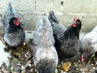 BLUE AUSTRALOP KULUÇKALIK YUMURTA