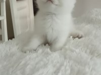 Scottish fold disi