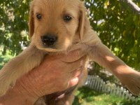 Kaliteli Golden Retriever Yavrularimiz