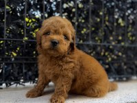 Red Brown Poodle Yavrumu Yeni Yuvasına Hazır