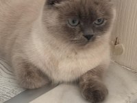 British shorthair ve bluepoint yavrularımız