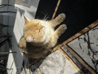 NY11 Erkek British Shorthair