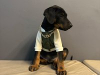 Aşılı doberman bebekler