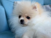 6 aylık erkek micro boy pomeranian boo