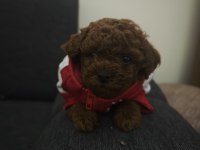 DARK KORE POODLE