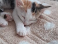 NAMİ'NİN YAVRULARINA YUVA ARIYORUZ