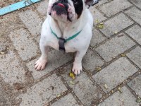 EGZOTİK İNGİLİZ BULLDOG DİŞİ