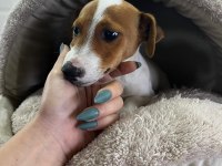 Sevecen ve Enerjik Jack Russell Yavrularım