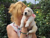Golden Retriever Gelip Görerek Alabilirsiniz