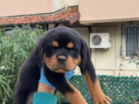 A şecere rottweiler bebekler