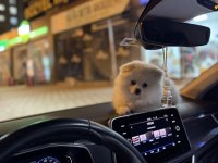 3 aylık ped eğitimli pomeranian boo