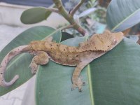 3 yaşında erkek crested gecko