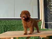 TOY POODLE ERKEK YAVRUMUZ