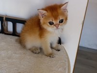 Çikolata golden dişi yavru british shorthair