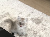 50 günlük British shorthair