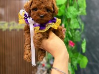 SAĞLIKLI EĞİTİMLİ POODLE YAVRUM