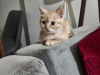 2 aylık erkek wc eğitimli british shorthair