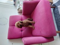 Toy Poodle 1.5 Yaşında