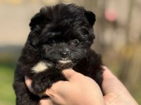 POMERANİAN POODLE POMAPO YAVRUMUZ
