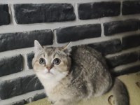 5 aylık dişi golden black ny25 british shorthair