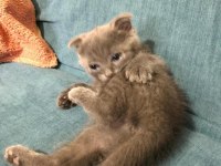1,5 aylık kulaksız Scottish fold