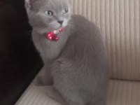 Dişi 3 yaşında british shorthair kedimiz