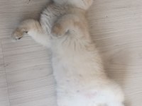 Full şecereli kucak kedisi