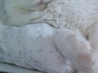 Main Coon Dişi Kedimiz