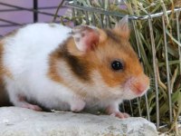 Çok Şirin Suriye Hamster Yavrular Adana