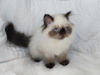 ÇOK GÜZEL VE ÖZEL PANDA EXOTİC SHORTHAİR