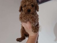 Poodle bebeklerimiz yeni yuvalarını bekliyor