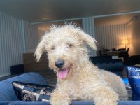 6 Aylık Maltipoo Ücretsiz Sahiplendirilecektir