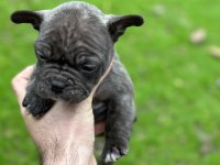 Yeni french bulldog yavrular