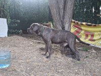 Cane Corso Blue Köpeğimiz