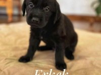 Deprem Bölgesinden Köpekler