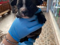 yavru french bulldoglarr