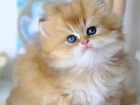 British Longhair Golden Top Kafa Yavrumuz