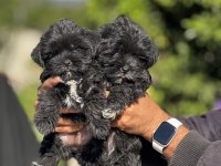 Morkie yavrularımız