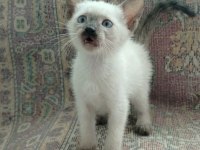 NADİR BULUNAN SİYAM KEDİSİ YAVRULARIMIZ