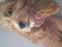Güzeller güzeli labradoodoo yavrularımız
